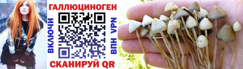 Псилоцибиновые грибы Psilocybine cubensis  Купить  Звенигово 